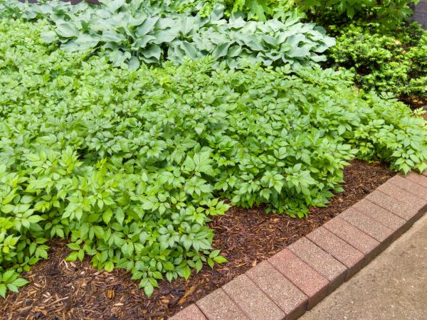 Brick Border Installation in Indianapolis